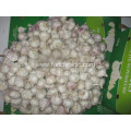 Normal White Garlic Fresh Hot Sale